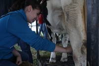 Good Moooooo-rning: Students and teachers got the oppertunity to milk the cows and see the animals at Ag Day today.