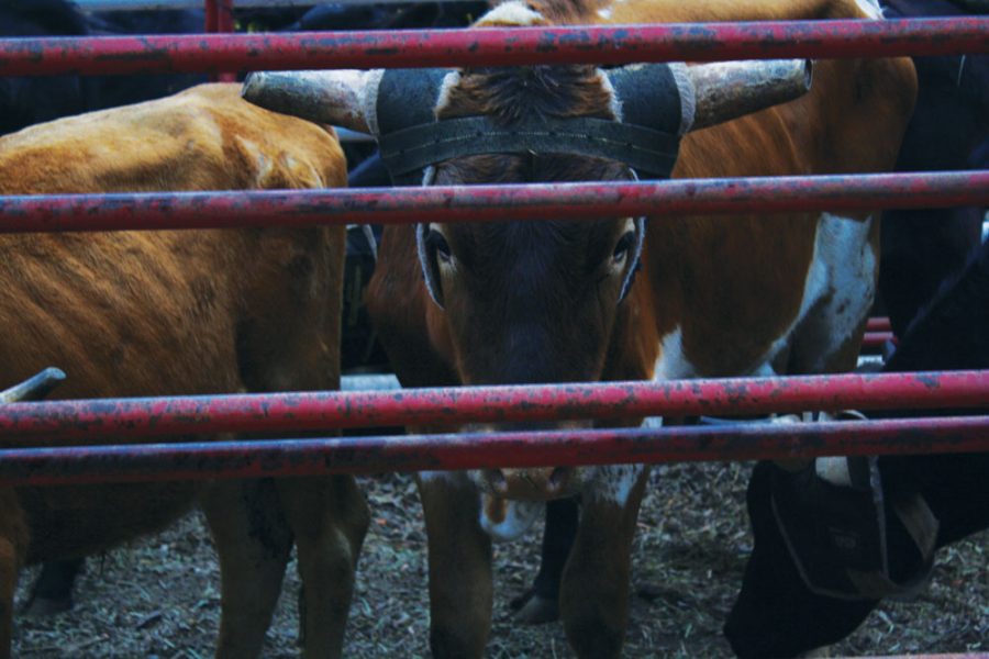 Several bulls wait to be released into the arena. Photo by Paige Kiehl
