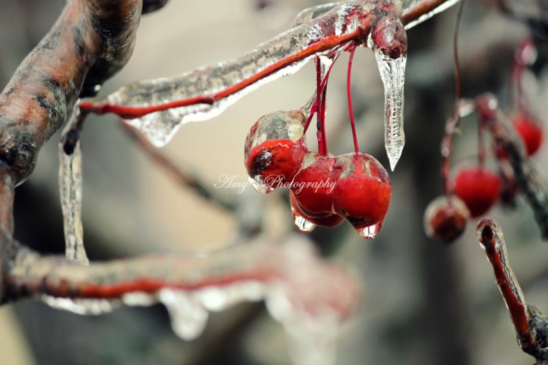 Cherries are sweet, tart, or somewhere in between. Add some ice and it becomes a sight for the eyes as well.