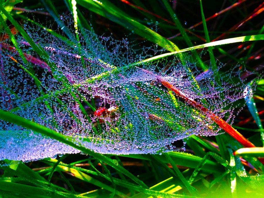 An early morning spider web glistening with dew.