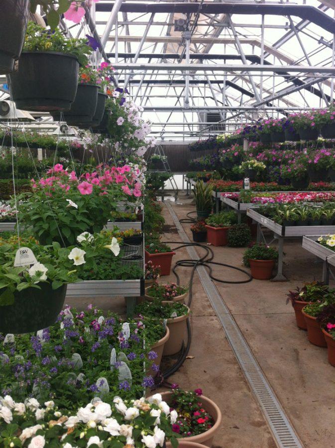Greenhouse+production+students+show+off+skills+in+plant+sale