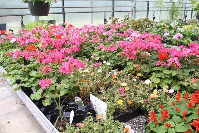 Career Center greenhouse has final sale of the year