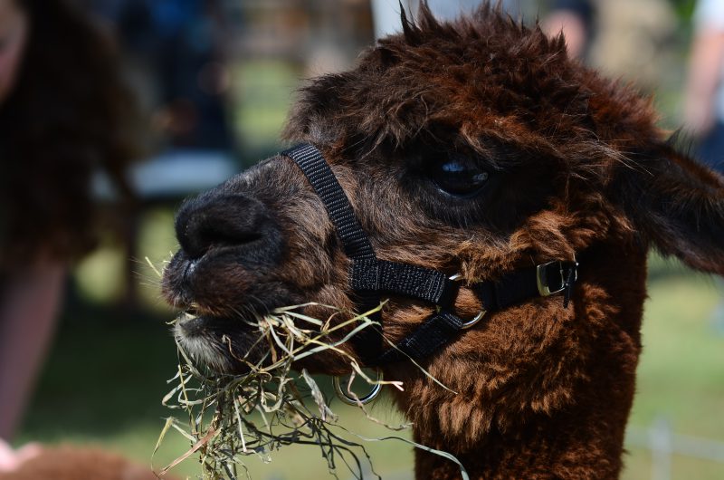 Last year during Ag Day, alpacas were put in a ring as students observed and fed them. Photo by Kai ford