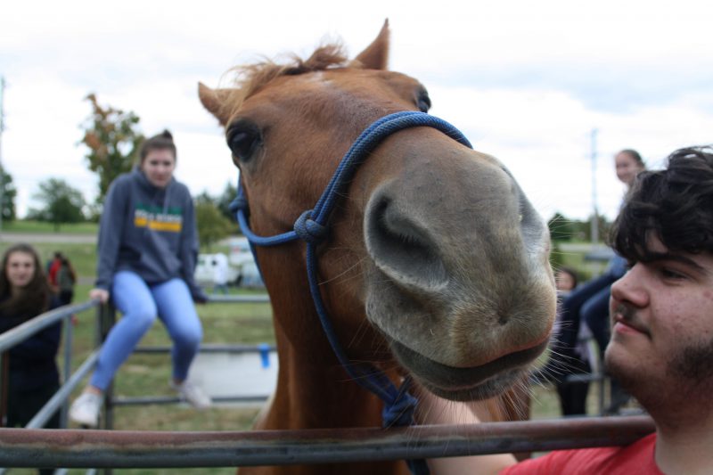 12 year old American Paint horse JD, looks curiously into the camera.
Photo by George Frey/Bearing News