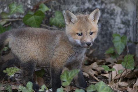 Baby fox. Photo by Sarah Mosteller.