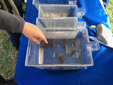 Freshman Emma Kimchi examines American Bullfrog tadpoles at the Lincoln University booth
on AG Day 2019. L Professor James E. Wetzel organized the booth for the kids enjoyment. “Its
a way for us to meet students and find people who would be interested in doing research at
Lincoln University.” Wetzel said.