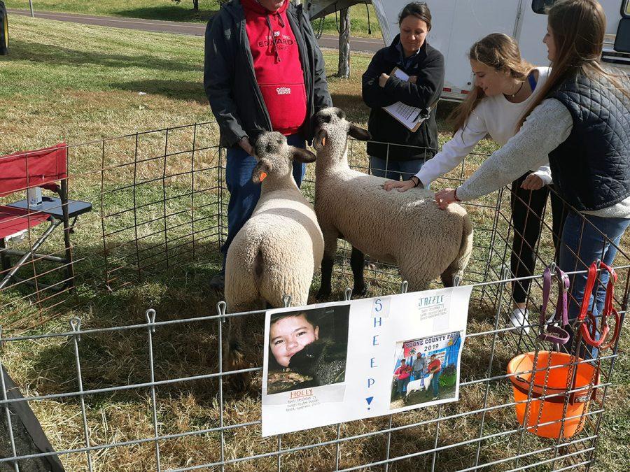 Two Rock Bridge students marvel at the soft wool while Duncan continues to inform them of the sheeps’ behavior.