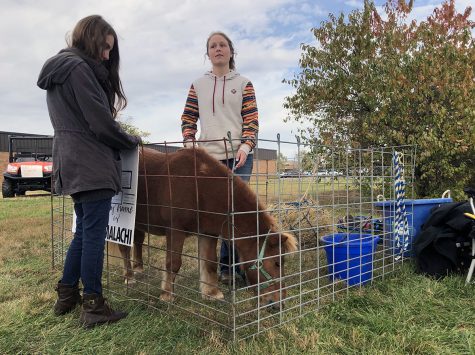 The smaller the better : Senior Summer Huck (left) pets Malachi, the miniature horse, in the main entrance courtyard during second block of Agricultural Day Oct. 23, 2019. Freshman Ella Zacherl (right) brought in Malachi to RBHS for the day from Brenda Benner Stables to introduce students to the world of agriculture. “...he is here just for fun and for people to learn more about agriculture,” Zacherl said. 