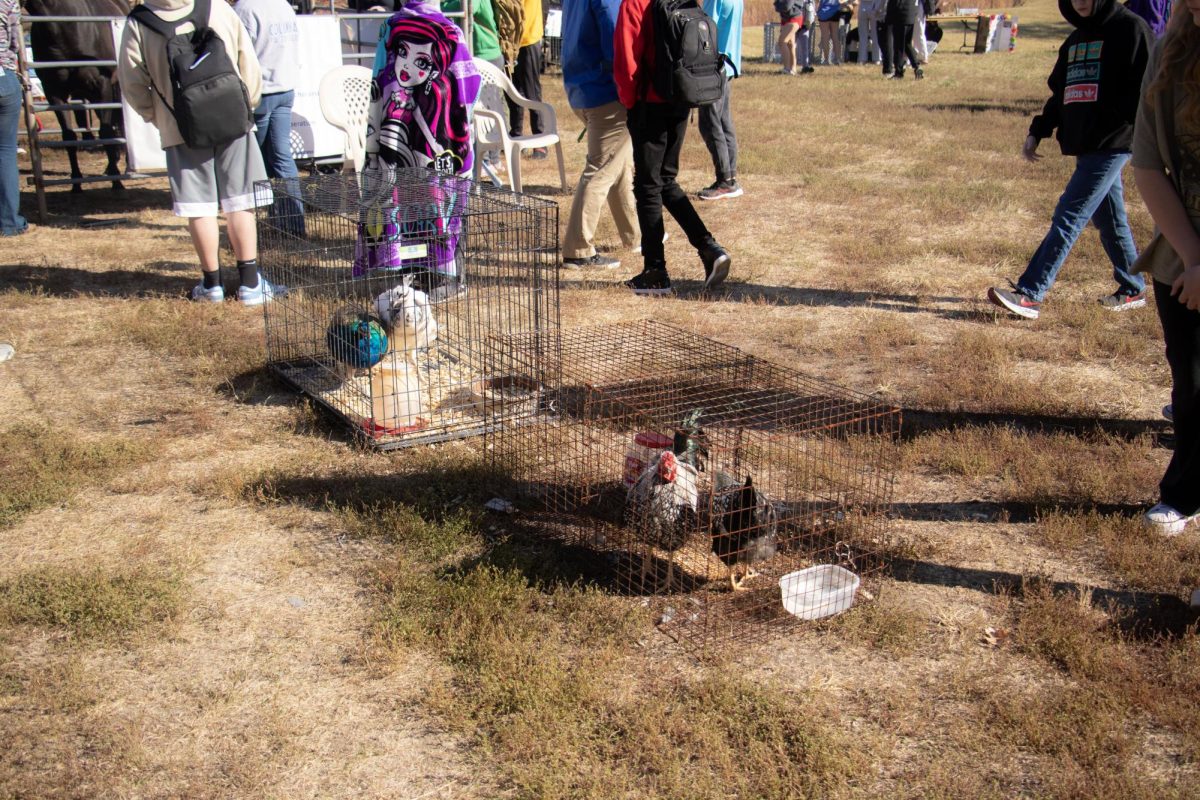 Chickens in cages at Agriculture day Oct. 17. 